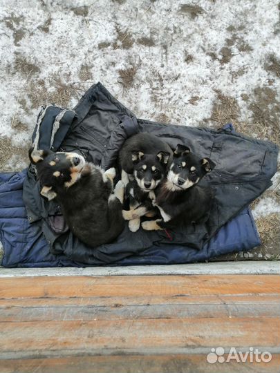 Домашние животные собаки щенки бесплатно