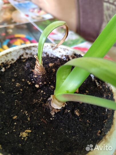 Гиппеаструм