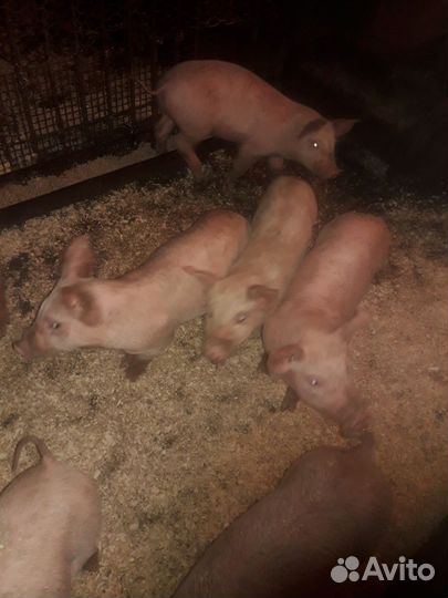 Поросята 2 месяц