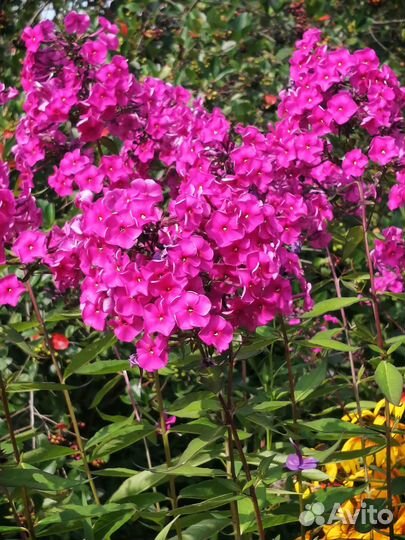 Флокс метельчатый.Саженцы