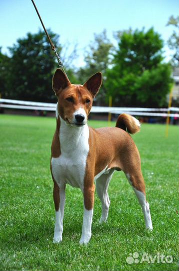 Вязка. Басенджи