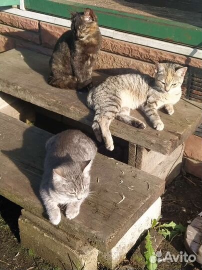 Котята 5 месяцев