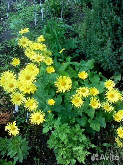 Дороникум восточный