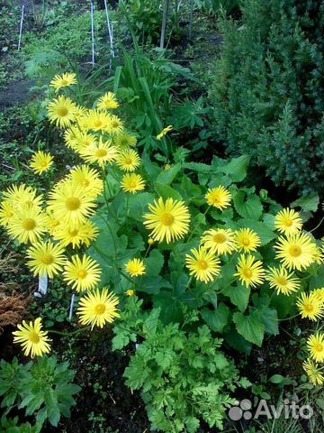 Дороникум восточный