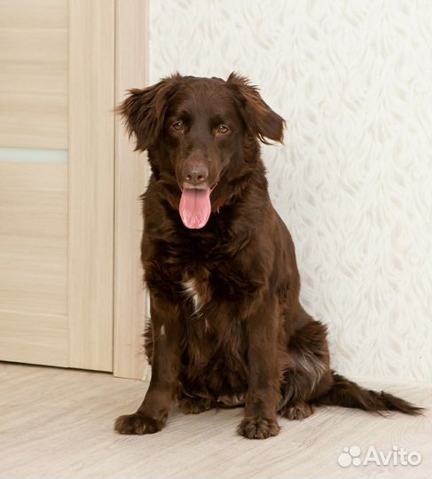 Шоколадная красотка Жаклин в поисках семьи