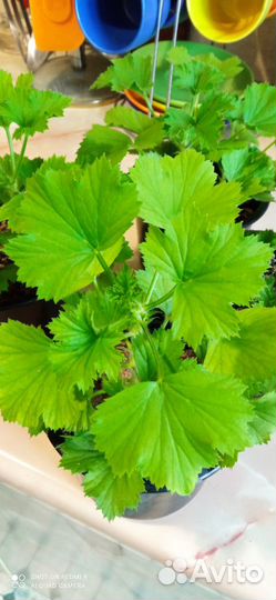 Герань королевская