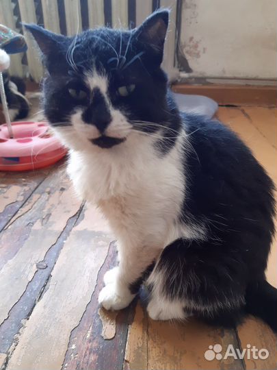 Отдам в добрые руки