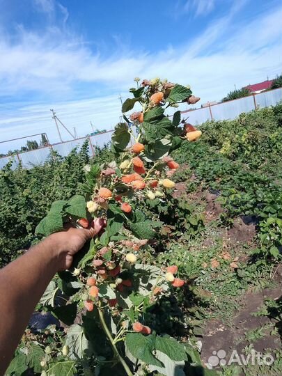 Саженцы малины