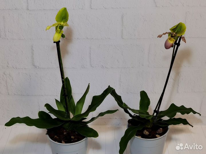 Орхидея Пиноккио, Пафиопедилум примулинум