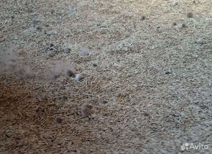 Фасоль, Горох на корм