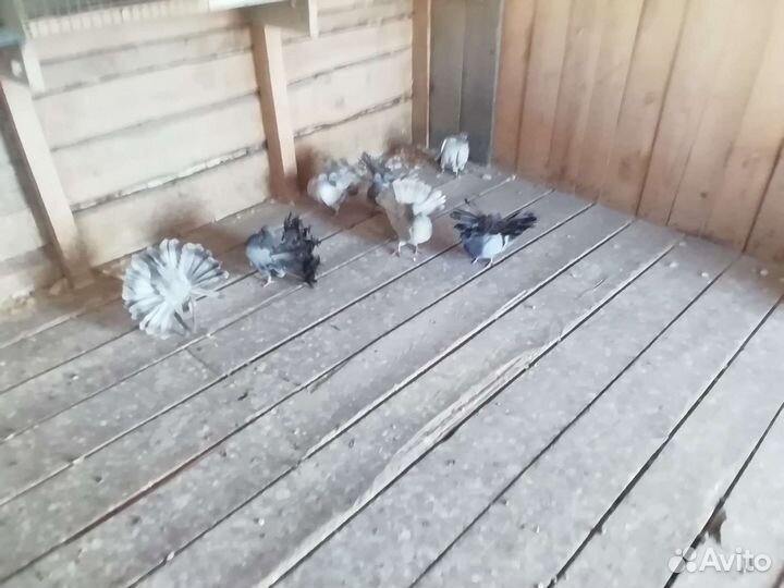 Продажа голубей