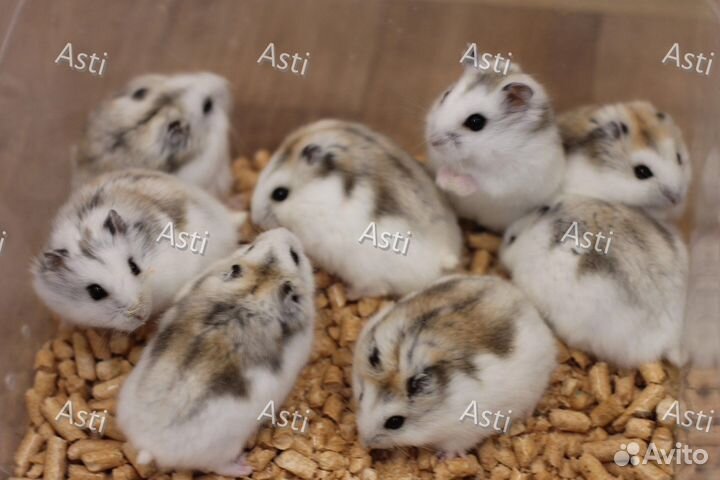 Джунгарские хомячки необыкновенного редкого окраса