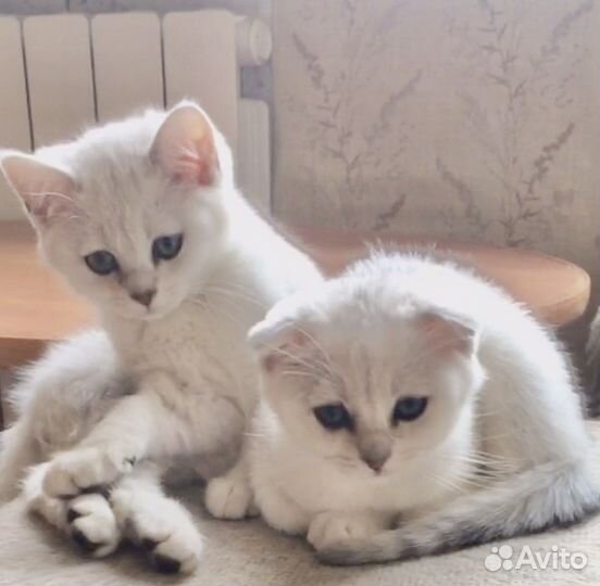 Котёнок шотландский