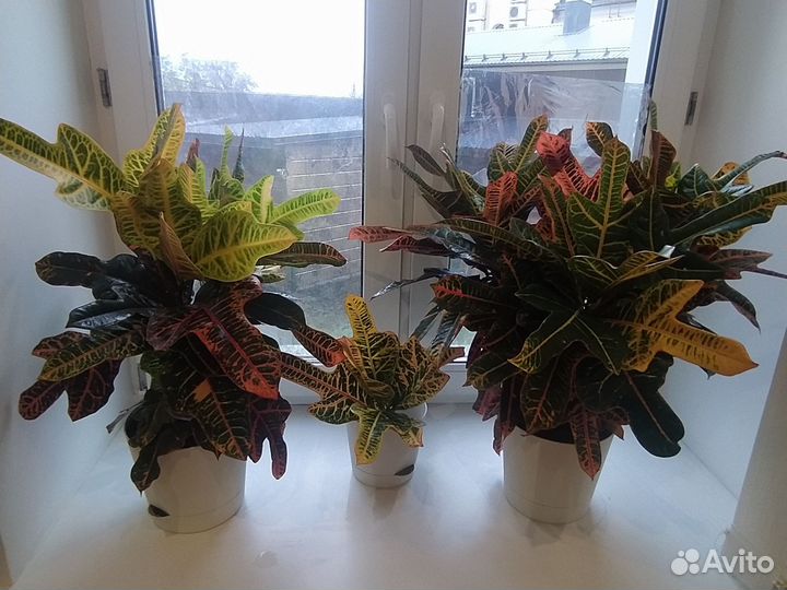 Кодиеум кротон