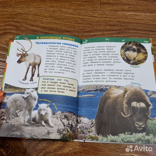 Энциклопедия для детского сада