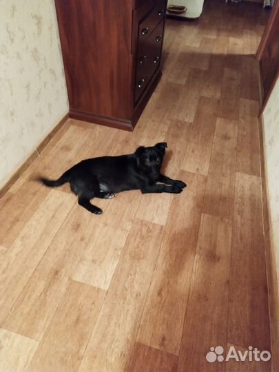 Найден щенок