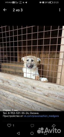 Собака в добрые руки отдам бесплатно