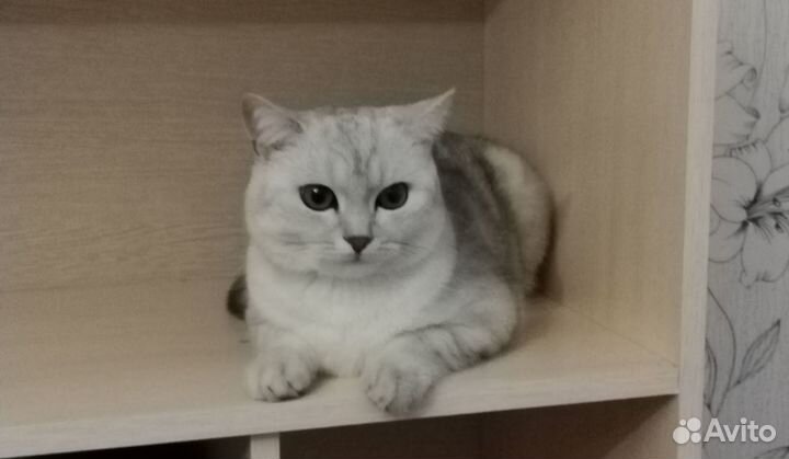 Шотландский молодой кот котёнок
