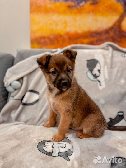 Щенок в добрые руки