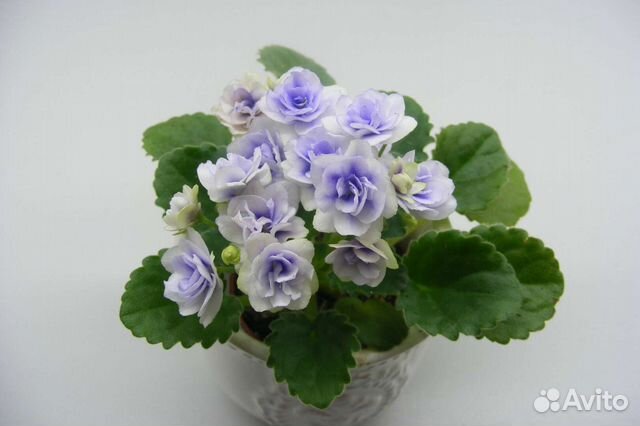 Сортовые фиалки