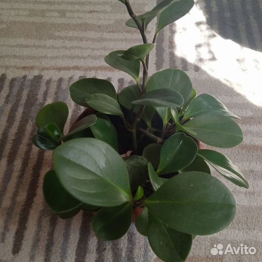 Пальма панданус,Пеперомия,Традесканция,Спатифиллум