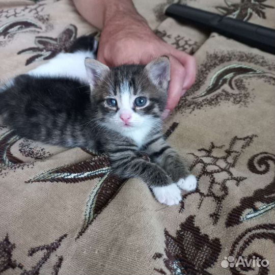 Котенок Сема