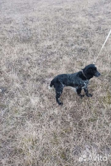 Русский спаниель