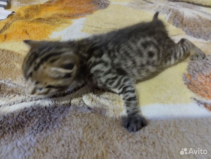 Бенгальская кошка