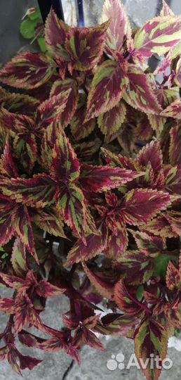 Колеусы вегетативные