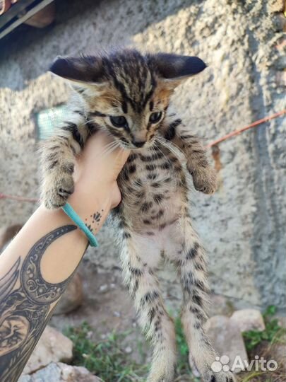 Котята мейн-кун бесплатно