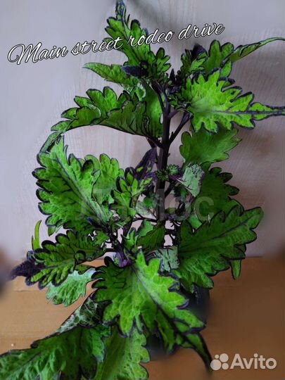 Колеусы вегетативные