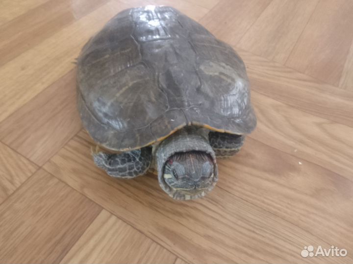 Красноухая черепаха