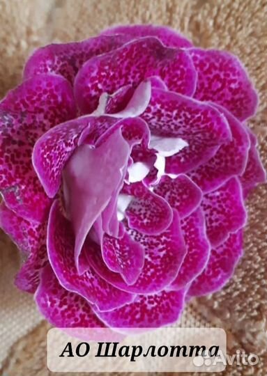 Глоксиния цветущая