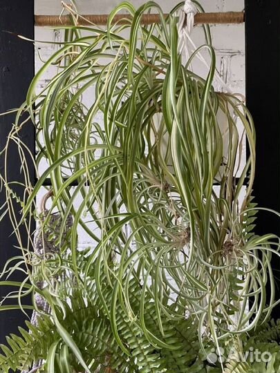 Хлорофитум бонни