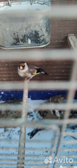 Чижи щеглы певчие птицы