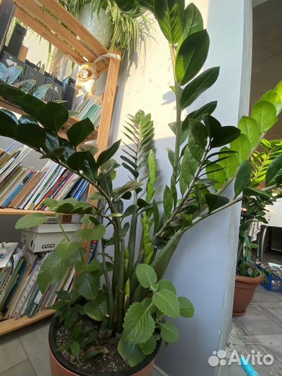 Замиокулькас 164 см