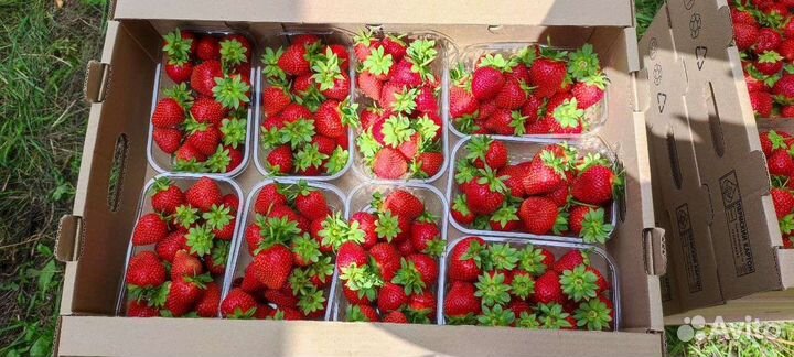 Сладкая клубника оптом