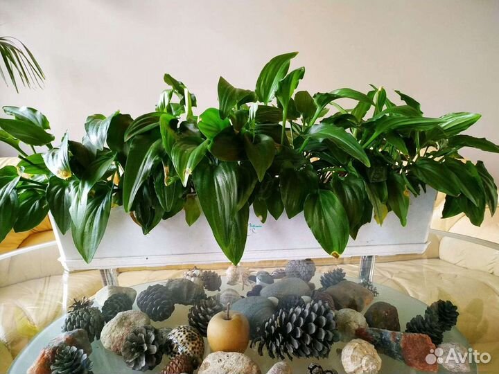 Дримиопсис