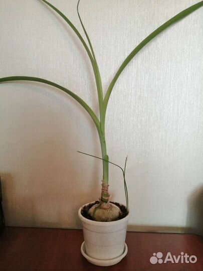 Алоэ лечебный, лук индийский