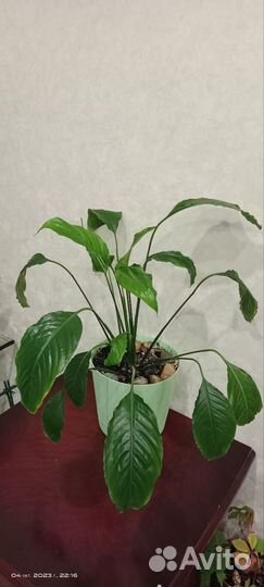 Спатифиллум