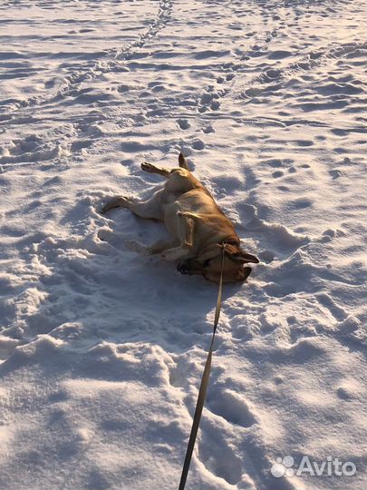 Выгул собак