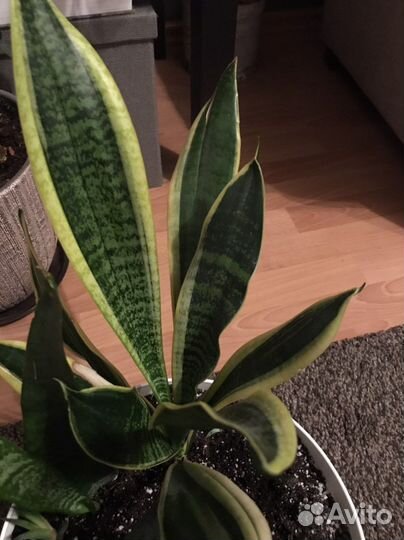 Сансевиерия