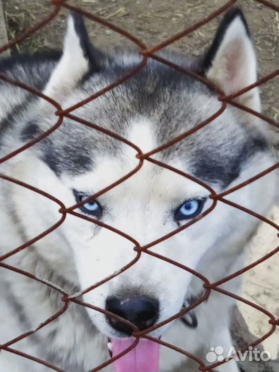 Собаки хаски