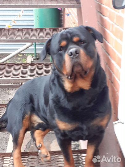 Вязка ротвейлера