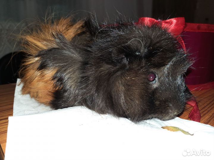 Морская свинка