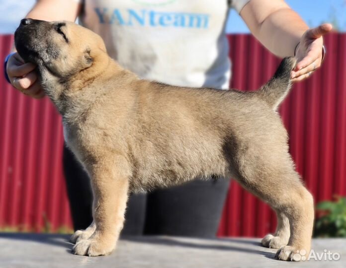 Среднеазиатская овчарка (алабай)