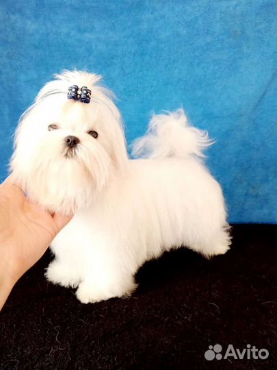 Мини мальчик мальтезе РКФ