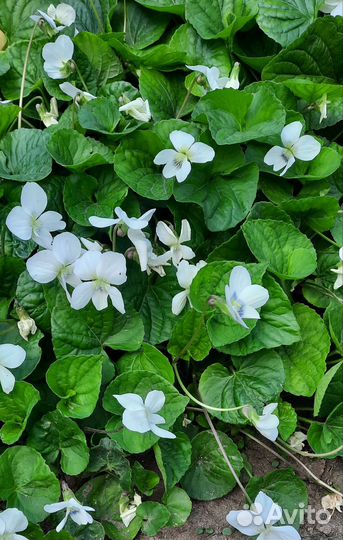 Многолетние садовые цветы