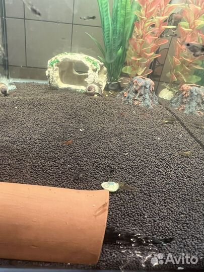 Аквариумные креветки