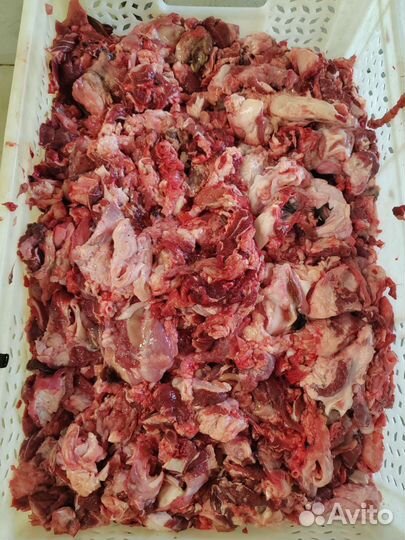 Корм для собак (мясо с голов говядины)